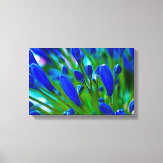 Agapanthus blue Blume Canvas print Leinwanddruck (Vorderseite)