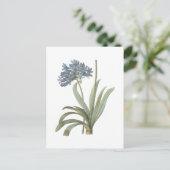 Agapanthus-Blume Postkarte (Stehend Vorderseite)
