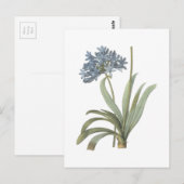 Agapanthus-Blume Postkarte (Vorne/Hinten)