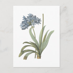 Agapanthus-Blume Postkarte