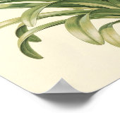 Agapanthus-Botanik-Studienposter Poster (Ecke)