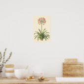 Agapanthus-Botanik-Studienposter Poster (Küche)
