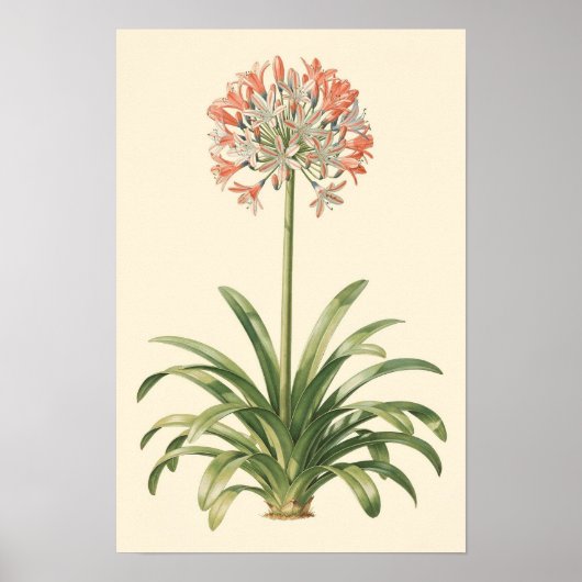 Agapanthus-Botanik-Studienposter Poster (Vorne)