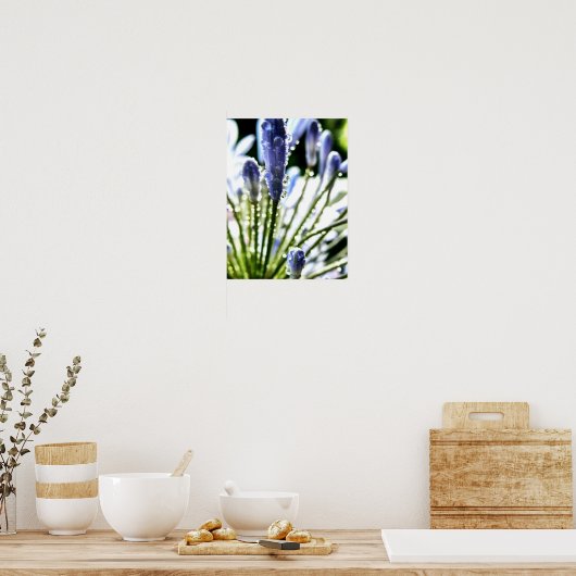 Agapanthus Drops Poster (Küche)