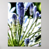 Agapanthus Drops Poster (Vorne)