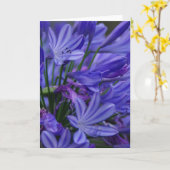 Agapanthus Karte (Gelbe Blume)