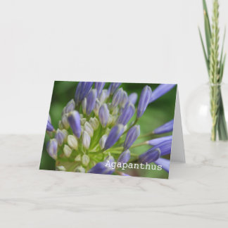 Agapanthus-leere Gruß-Karte Karte