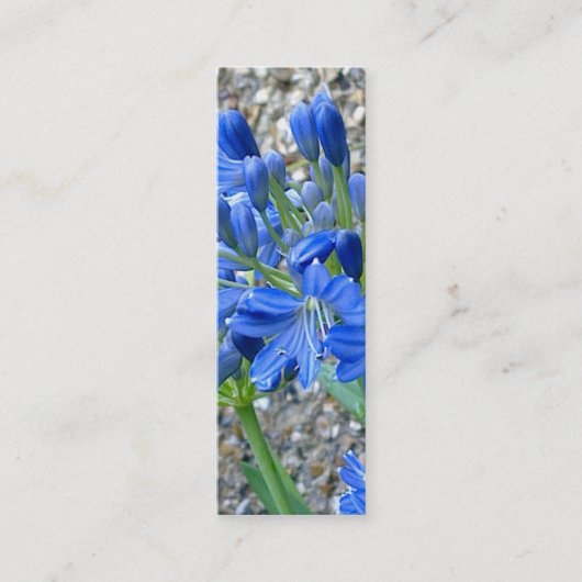 Agapanthus-Lesezeichen-Geschäfts-Karte Mini Visitenkarte (Vorderseite)