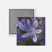 Agapanthus Magnet (Vorderseite/Rückseite)