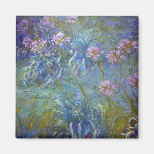 Agapanthus, Monet Magnet