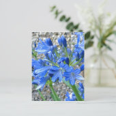 Agapanthus Postcard Postkarte (Stehend Vorderseite)