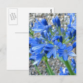 Agapanthus Postcard Postkarte (Vorne/Hinten)