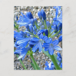 Agapanthus Postcard Postkarte