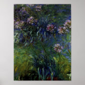 Agapanthus Poster (Vorne)