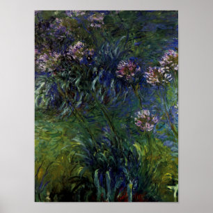 Agapanthus Poster