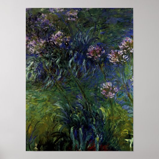 Agapanthus Poster (Vorne)