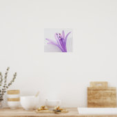 Agapanthus Poster (Küche)