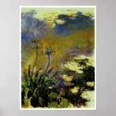 Agapanthus Poster (Vorne)