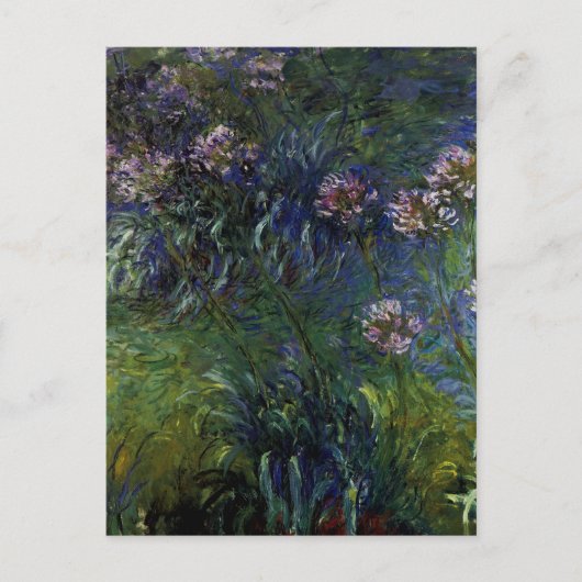 Agapanthus Postkarte (Vorderseite)