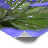 Agapanthus praecox, allgemein bekannt als poster (Ecke)