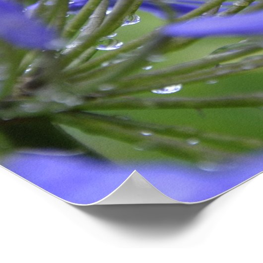 Agapanthus praecox, allgemein bekannt als poster (Ecke)