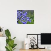 Agapanthus praecox, allgemein bekannt als poster (Heimbüro)