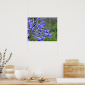 Agapanthus praecox, allgemein bekannt als poster (Küche)