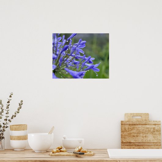 Agapanthus praecox, allgemein bekannt als poster (Küche)