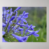 Agapanthus praecox, allgemein bekannt als poster (Vorne)
