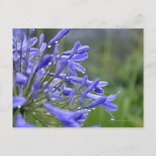 Agapanthus praecox, allgemein bekannt als postkarte