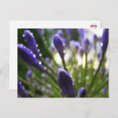 Agapanthus Raindrops Macro Postcard Postkarte (Vorne/Hinten)