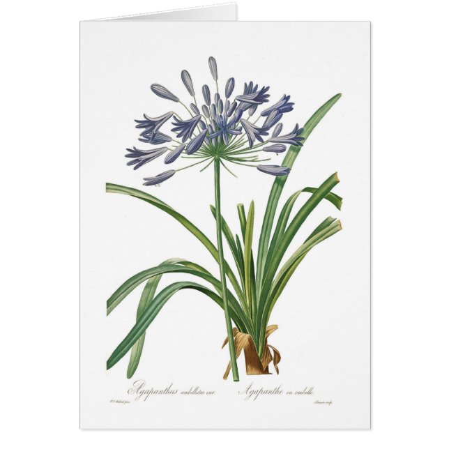 Agapanthus umbellatus (Vorne)