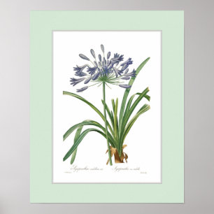 Agapanthus umbellatus, benutzerdefinierte Grenze Poster