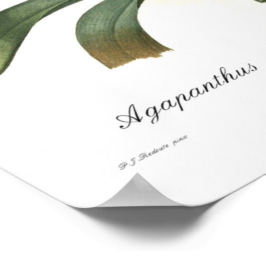 Agapanthus umbellatus poster (Ecke)