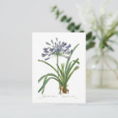 Agapanthus umbellatus postkarte (Stehend Vorderseite)