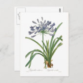 Agapanthus umbellatus postkarte (Vorne/Hinten)