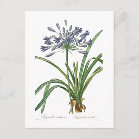 Agapanthus umbellatus postkarte (Vorderseite)
