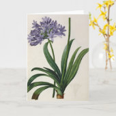 Agapanthus umbrellatus karte (Gelbe Blume)