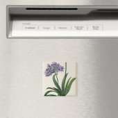 Agapanthus umbrellatus magnet (In Situ (Geschirrspüler))