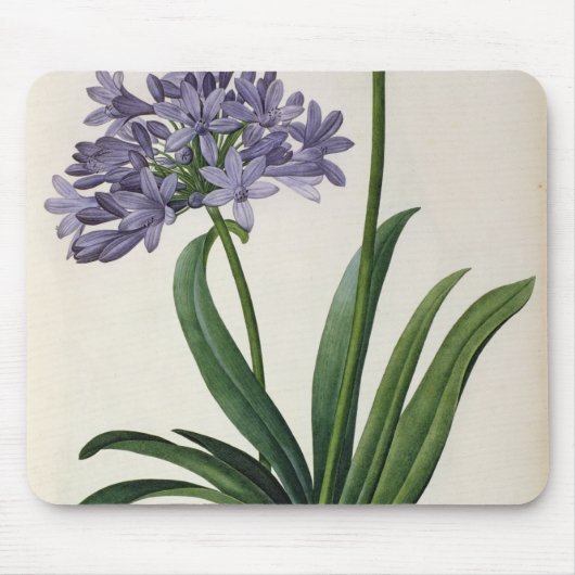Agapanthus umbrellatus mousepad (Vorne)