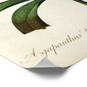 Agapanthus umbrellatus poster (Ecke)