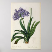 Agapanthus umbrellatus poster (Vorne)
