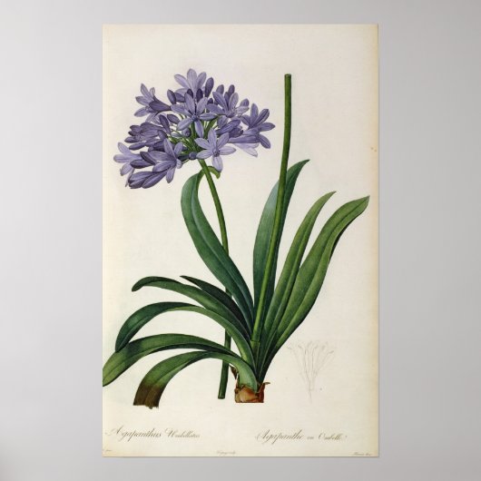 Agapanthus umbrellatus poster (Vorne)