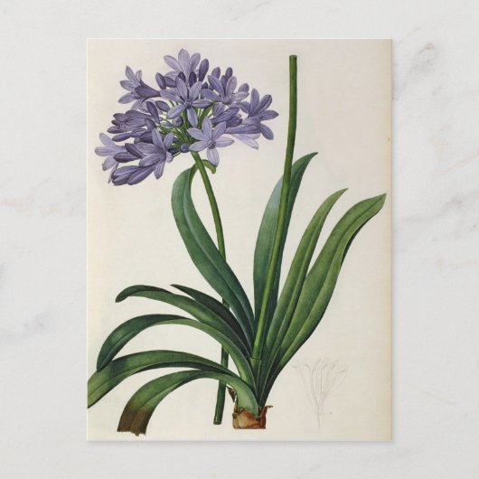 Agapanthus umbrellatus postkarte (Vorderseite)