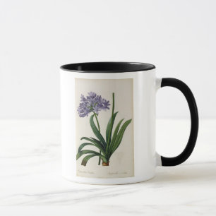 Agapanthus umbrellatus tasse