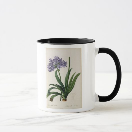 Agapanthus umbrellatus tasse (Rechts)