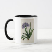 Agapanthus umbrellatus tasse (Links)