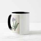 Agapanthus umbrellatus tasse (Vorderseite Links)