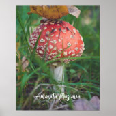 Agaricus-Pilz Poster (Vorne)