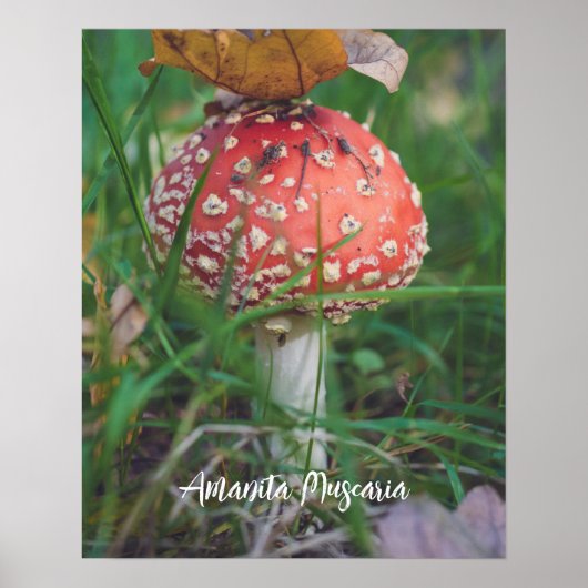 Agaricus-Pilz Poster (Vorne)